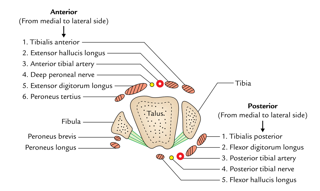 Ankle Joint: Relations 