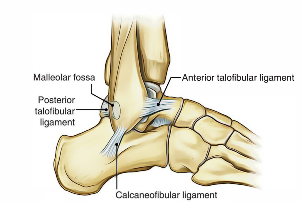 Ankle Joint (Talocrural Joint) Earth's Lab