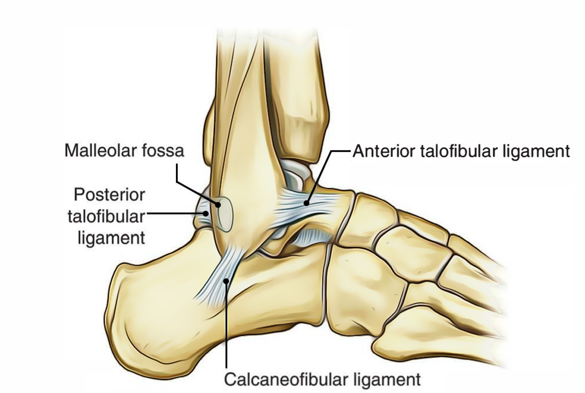Ankle Joint: Lateral Ligament