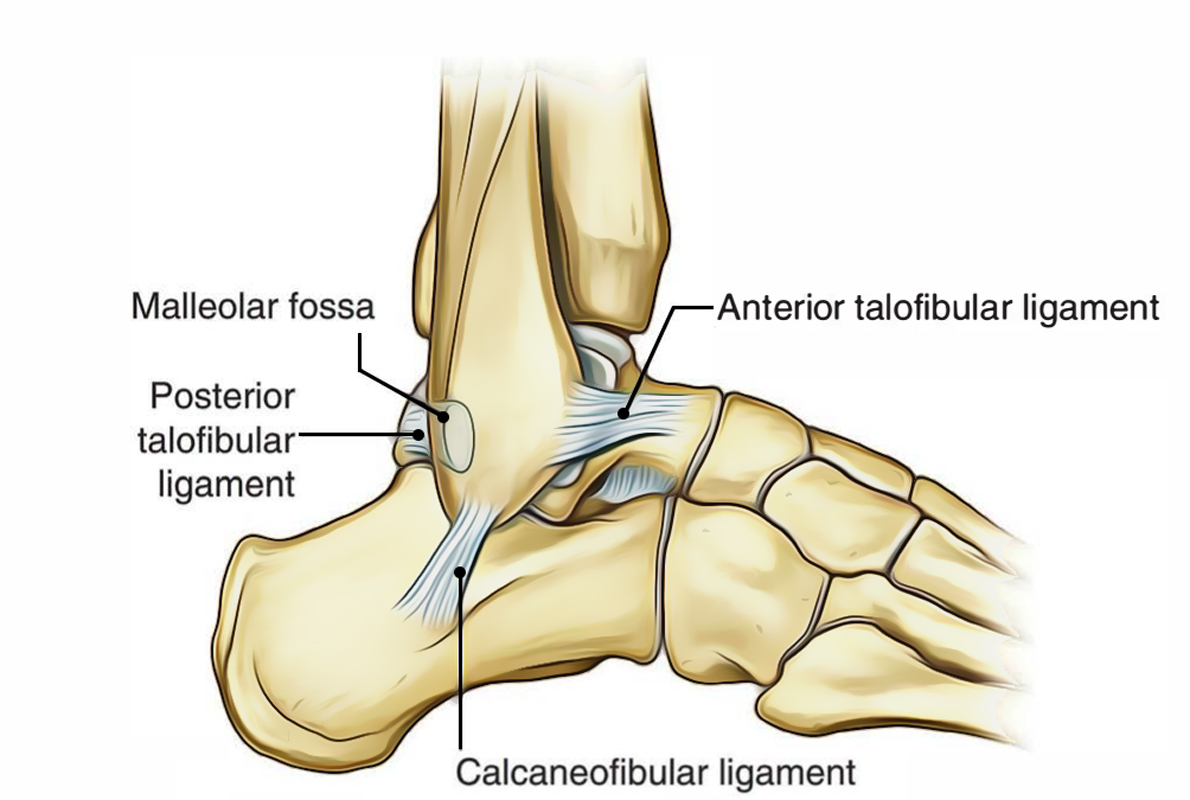 Easy Notes On 【Ankle Joint (Talocrural Joint)】Learn in ...