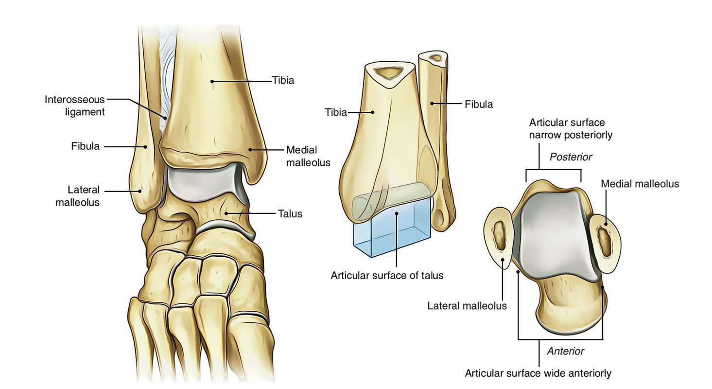 Ankle Joint