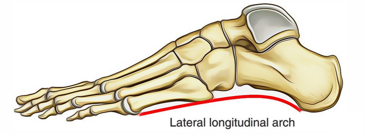 Arches of Foot: Lateral Longitudinal Arch