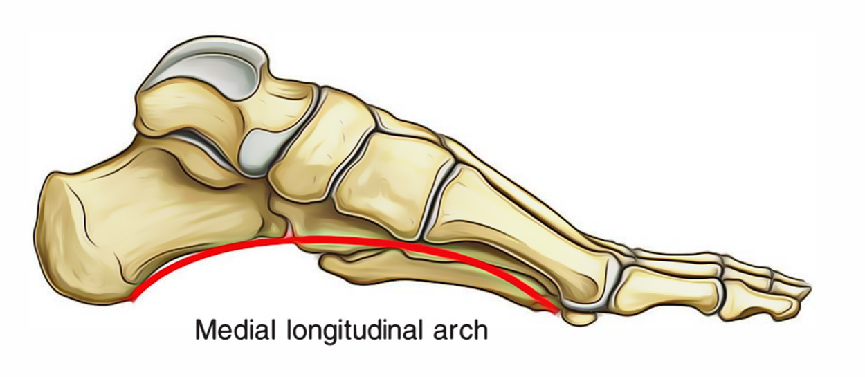 Arches of Foot: Medial Longitudinal Arch