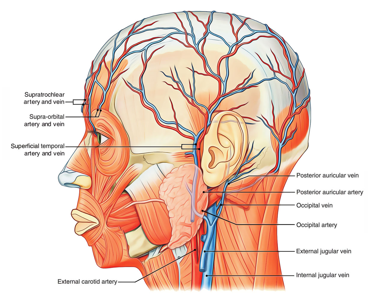 Arterial Supply of Scalp 