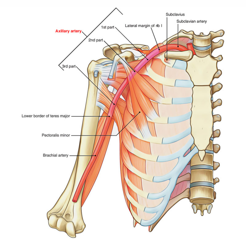 Easy Notes On 【Axillary Artery】Learn in Just 4 Minutes! – Earth's Lab