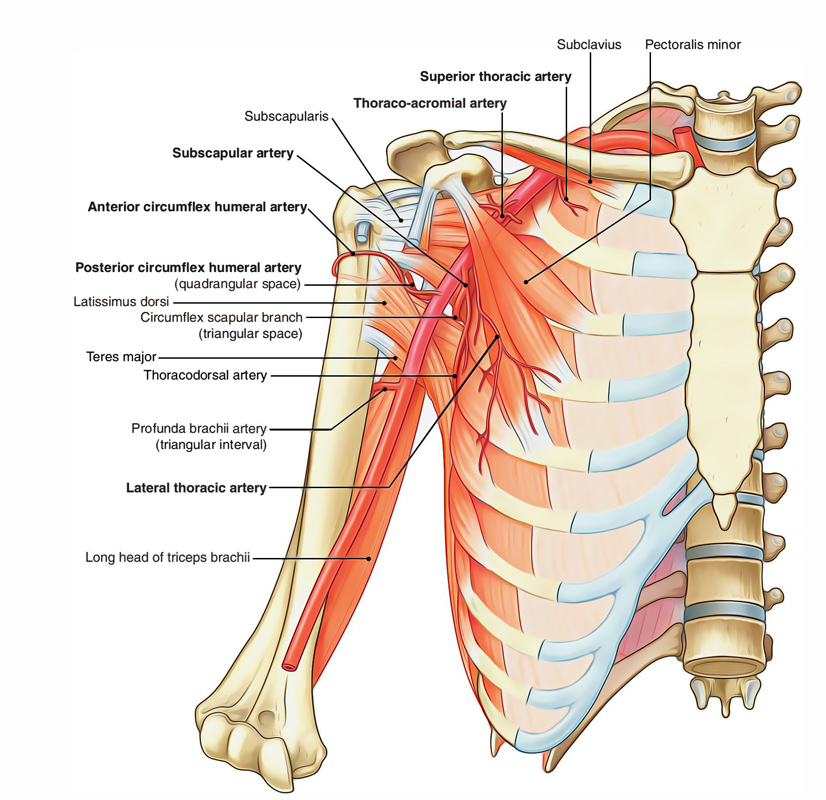 Axillary Artery: Branches