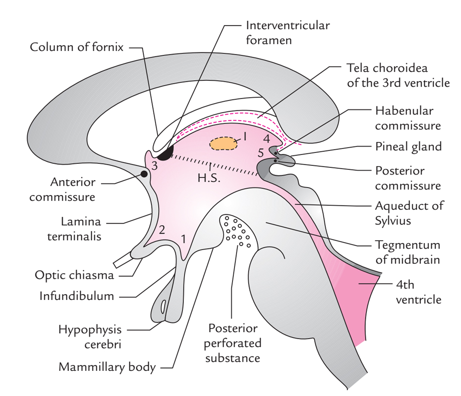 Floor Of Fourth Ventricle Easy Diagram