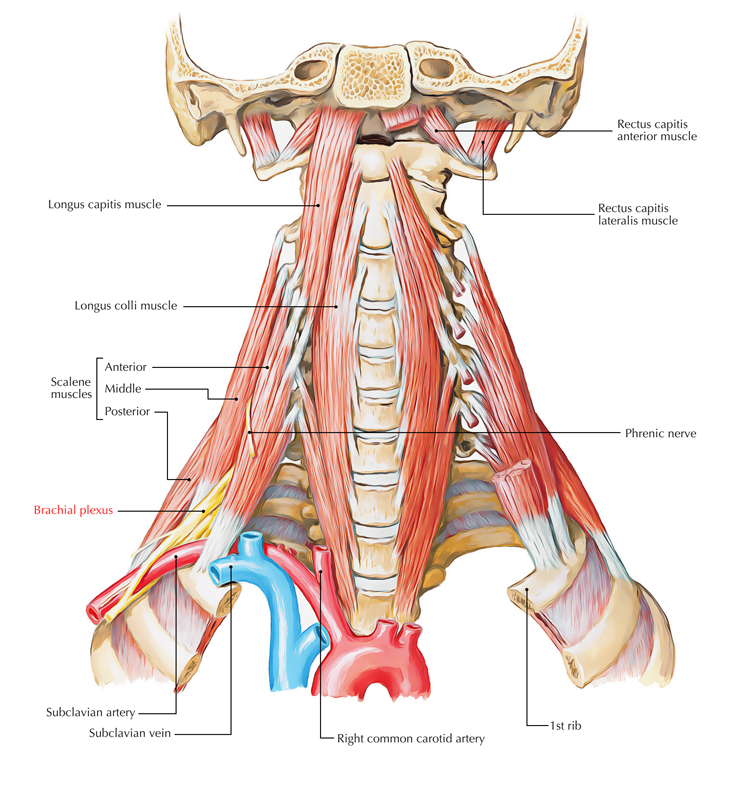 Brachial Plexus