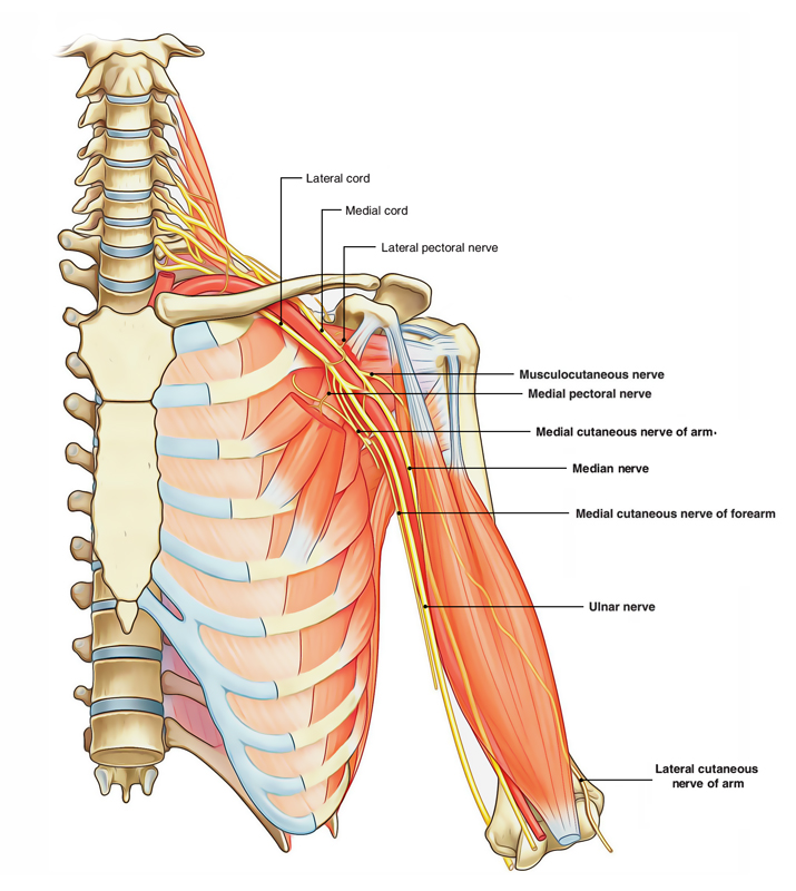 Brachial Plexus: Branches of Lateral Cord