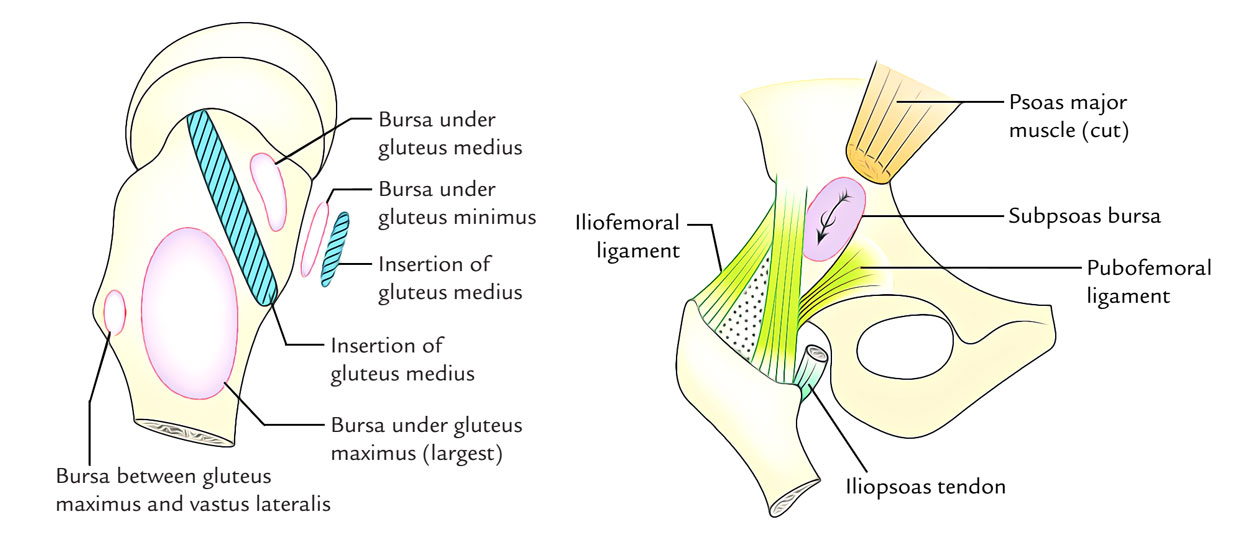 Bursae Around The Hip Joint