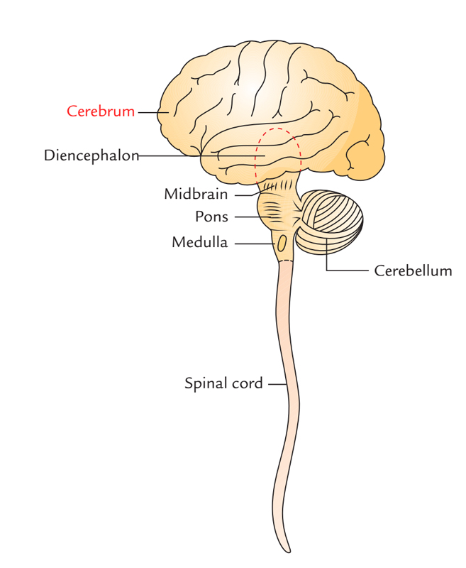 Spinal brain