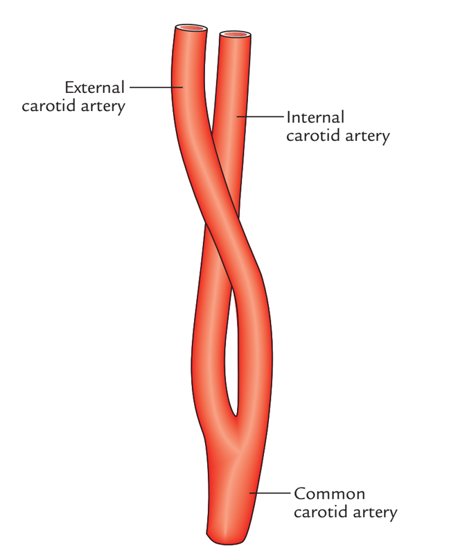 Common Carotid Artery: Branches