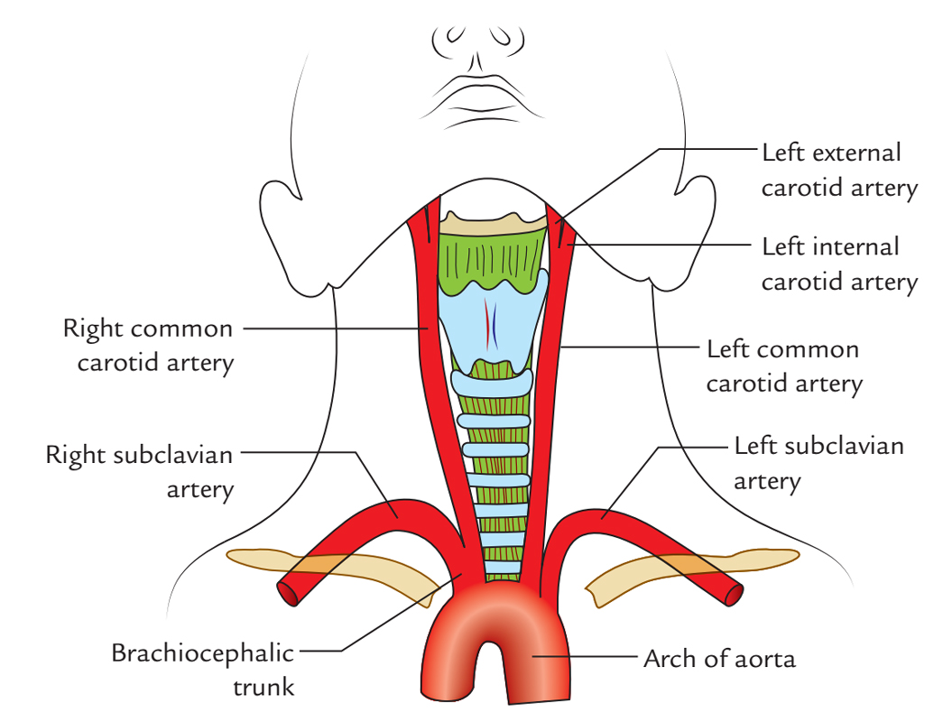 Common Carotid Artery: Origin