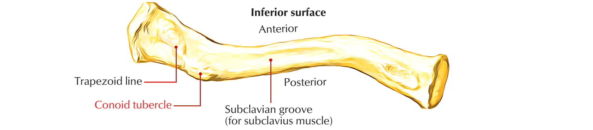 Bones of Upper Limb: Clavicle
