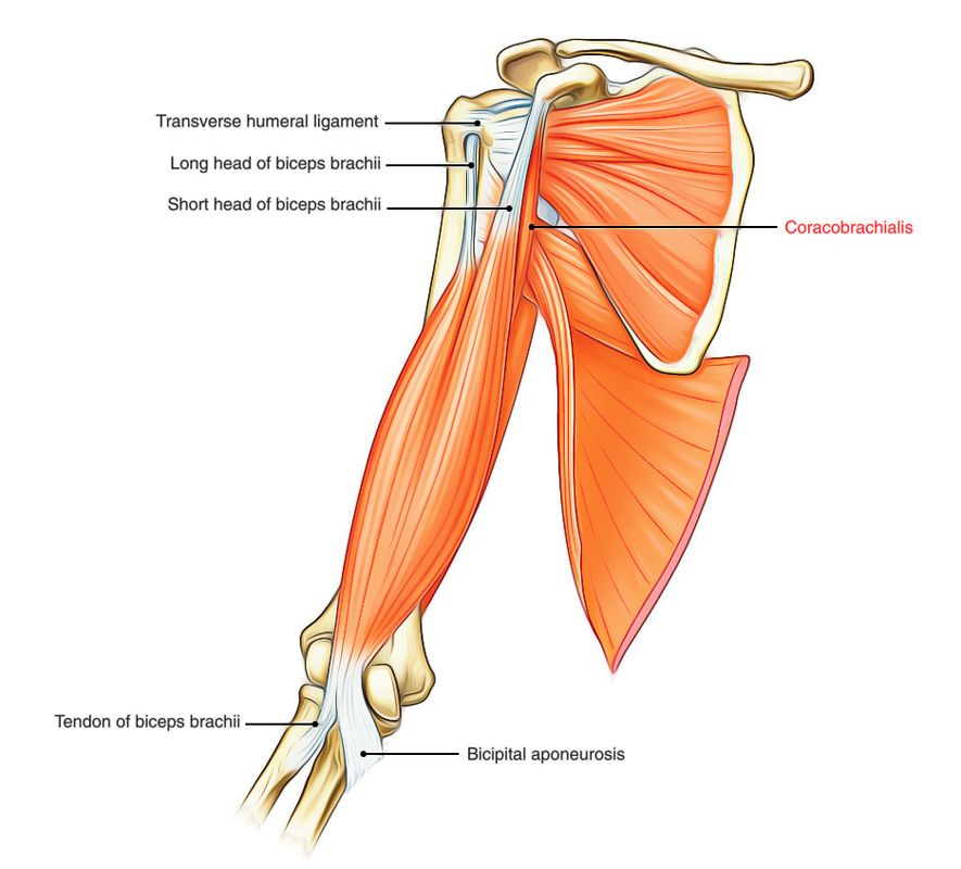 Anatomy of the biceps and triceps brachii. (A) The shaded region