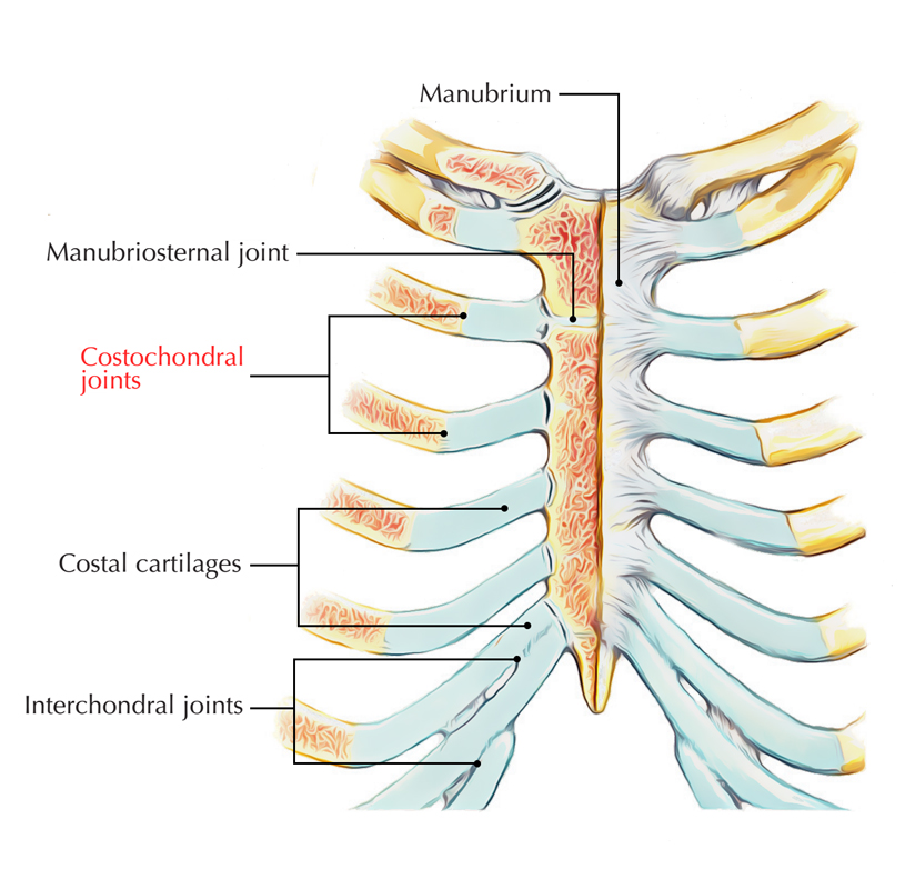 Costochondral Joint