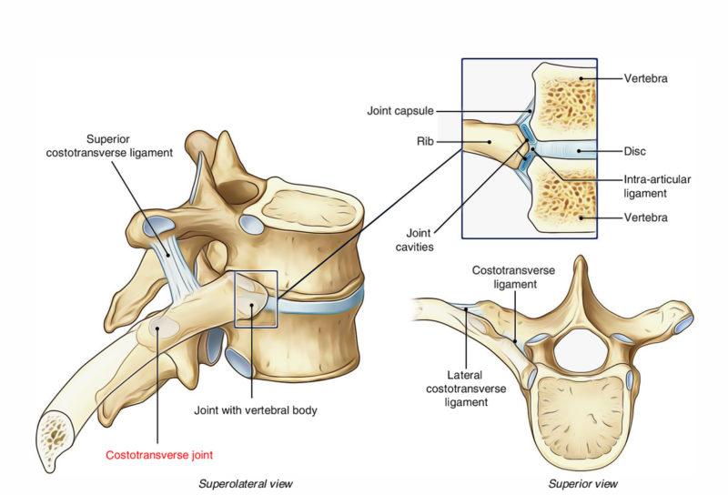 Costotransverse Joints Earth's Lab