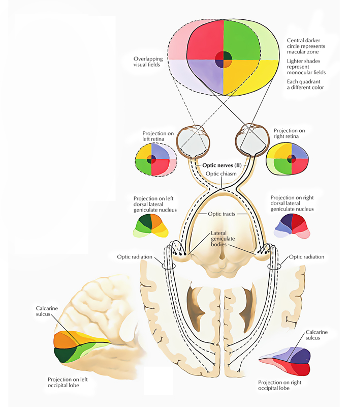 Cranial Nerve: Course and Connections