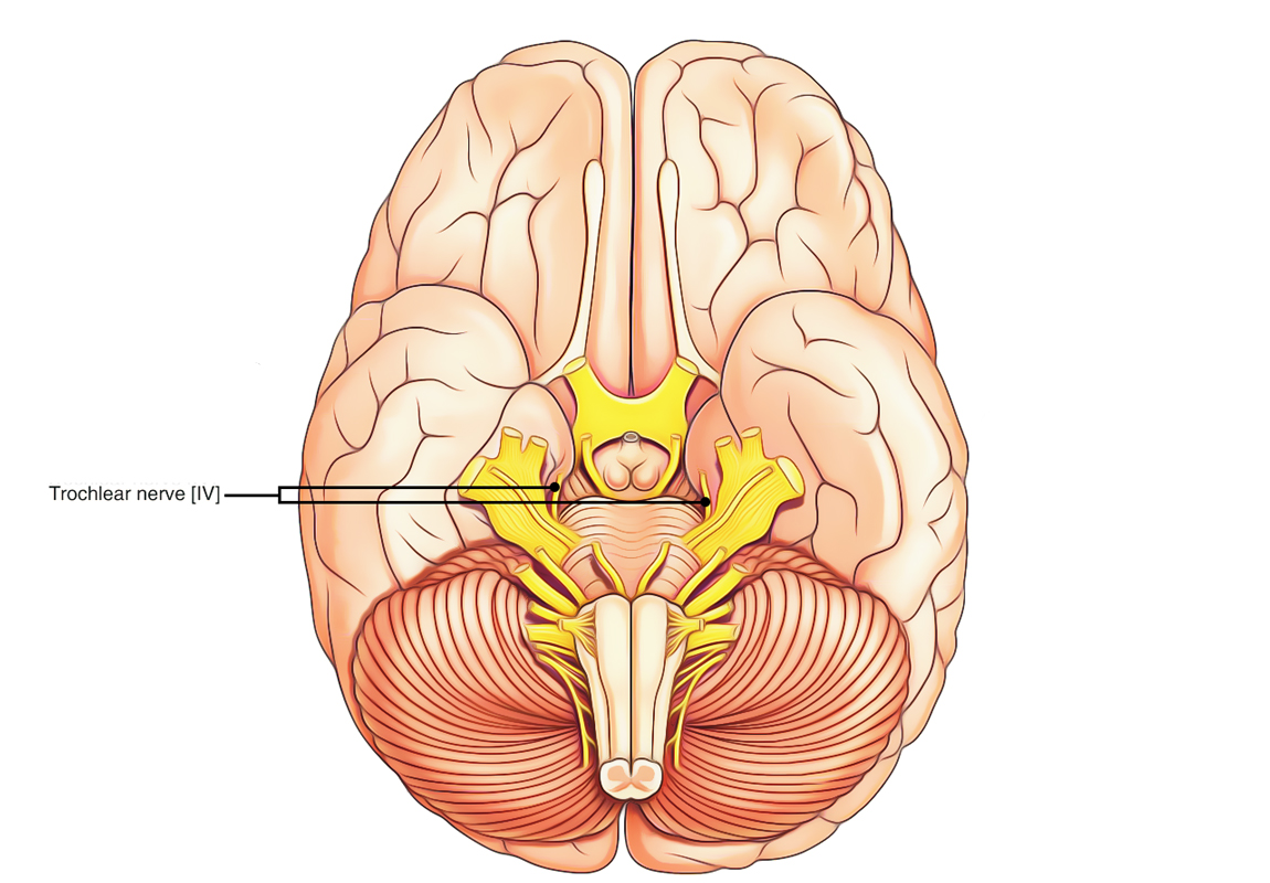 Trochlear Nerve