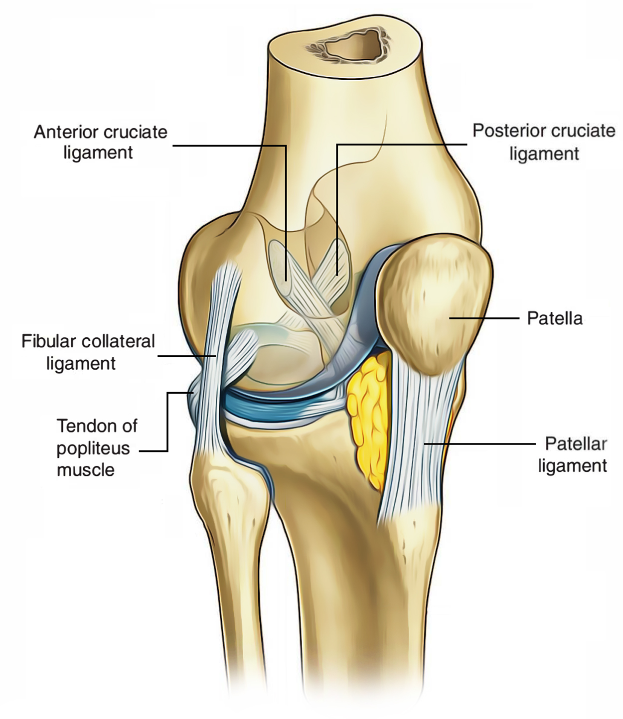 Ligaments of Knee Joint: Cruciate Ligament