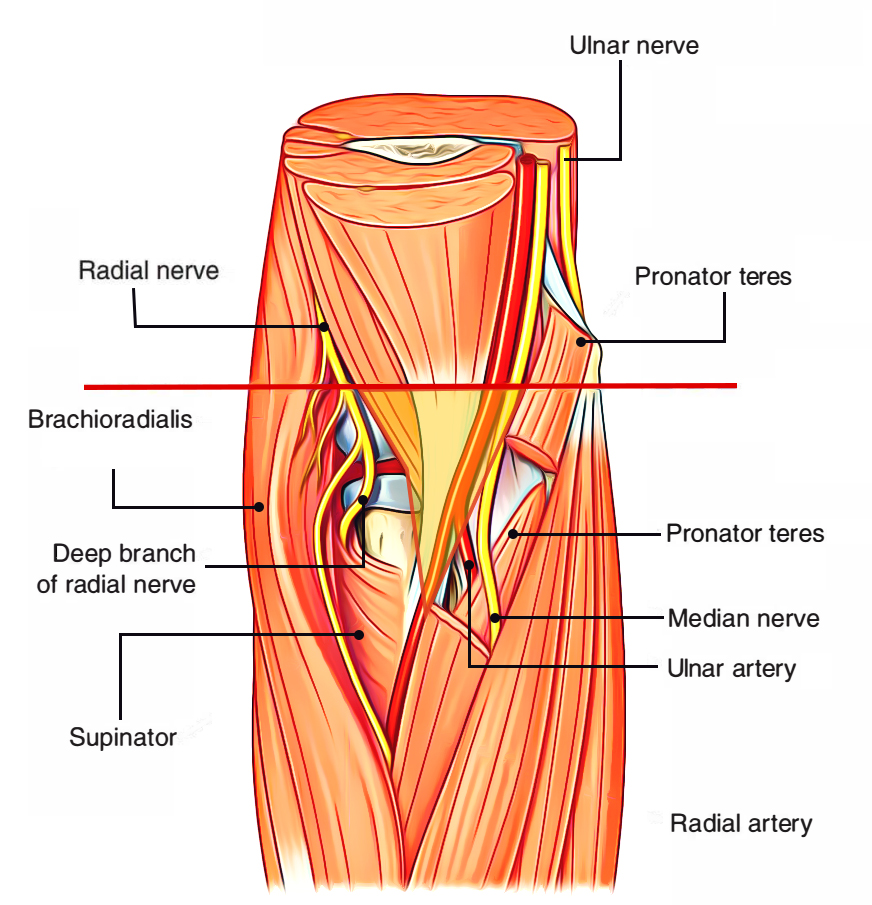 Cubital Fossa Position of Radial Nerve