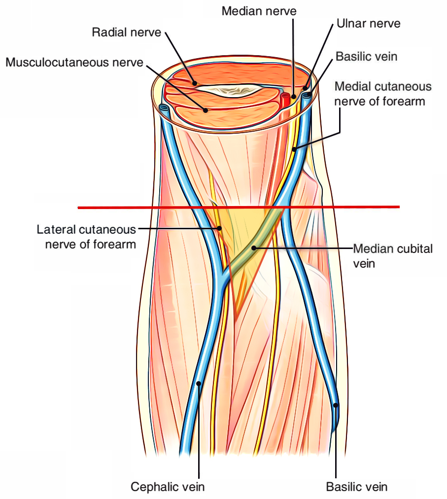 Cubital Fossa Superficial Structures