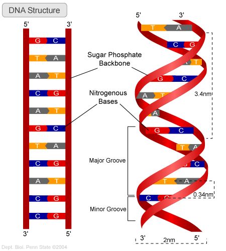 DNA_structure