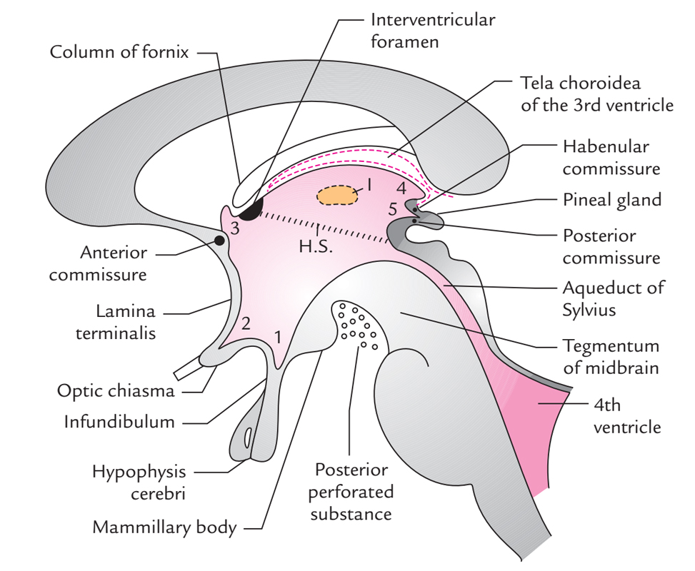 Diencephalon: Divisions