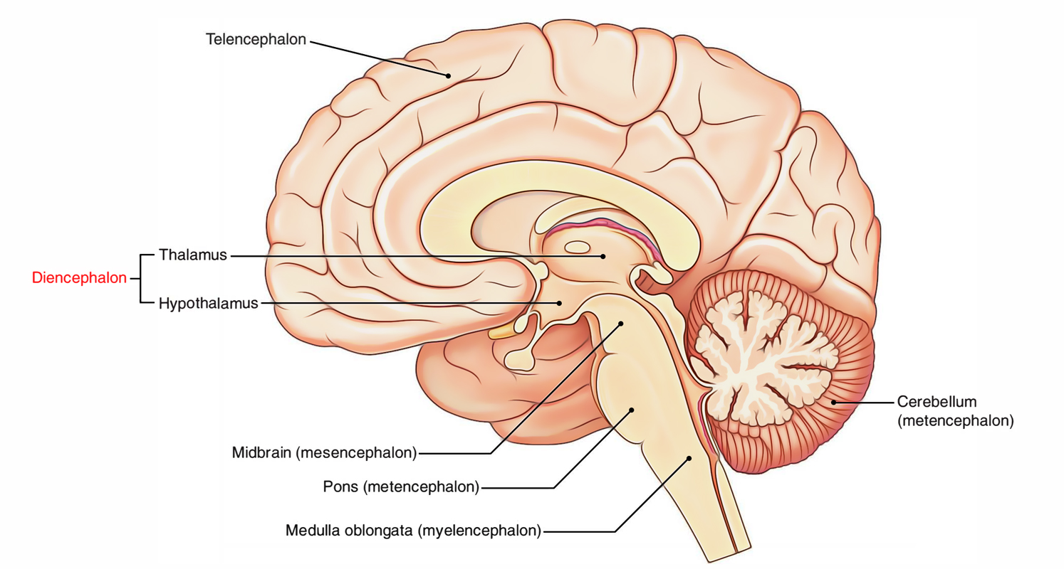 Diencephalon