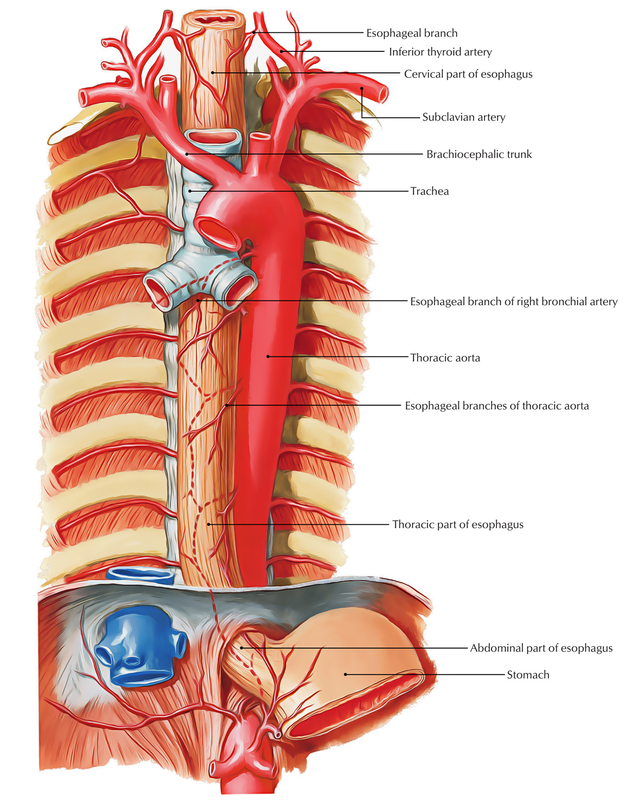 Anatomy Of The Trachea And Esophagus