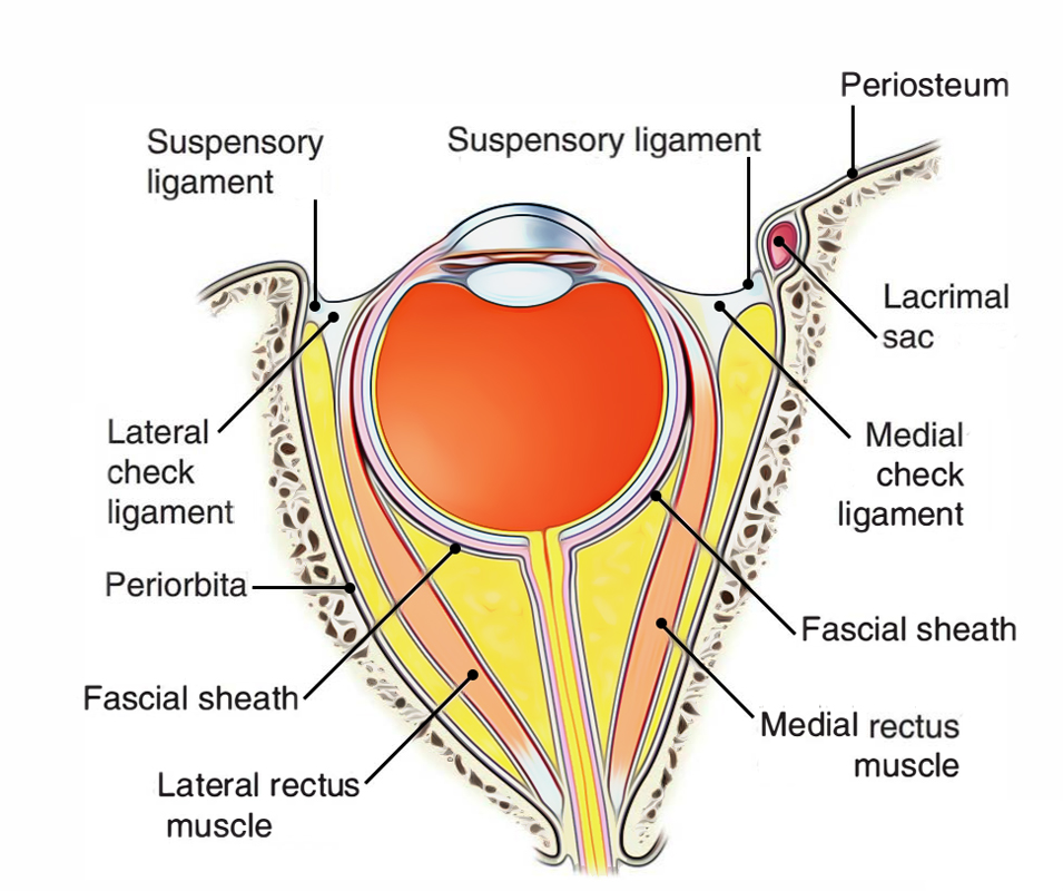 Extraocular Muscles: Muscle Activity