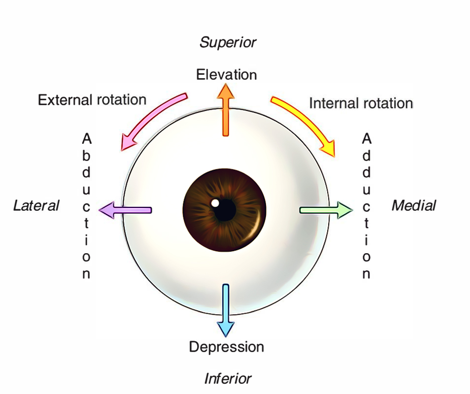 Eye Muscle Movement Chart