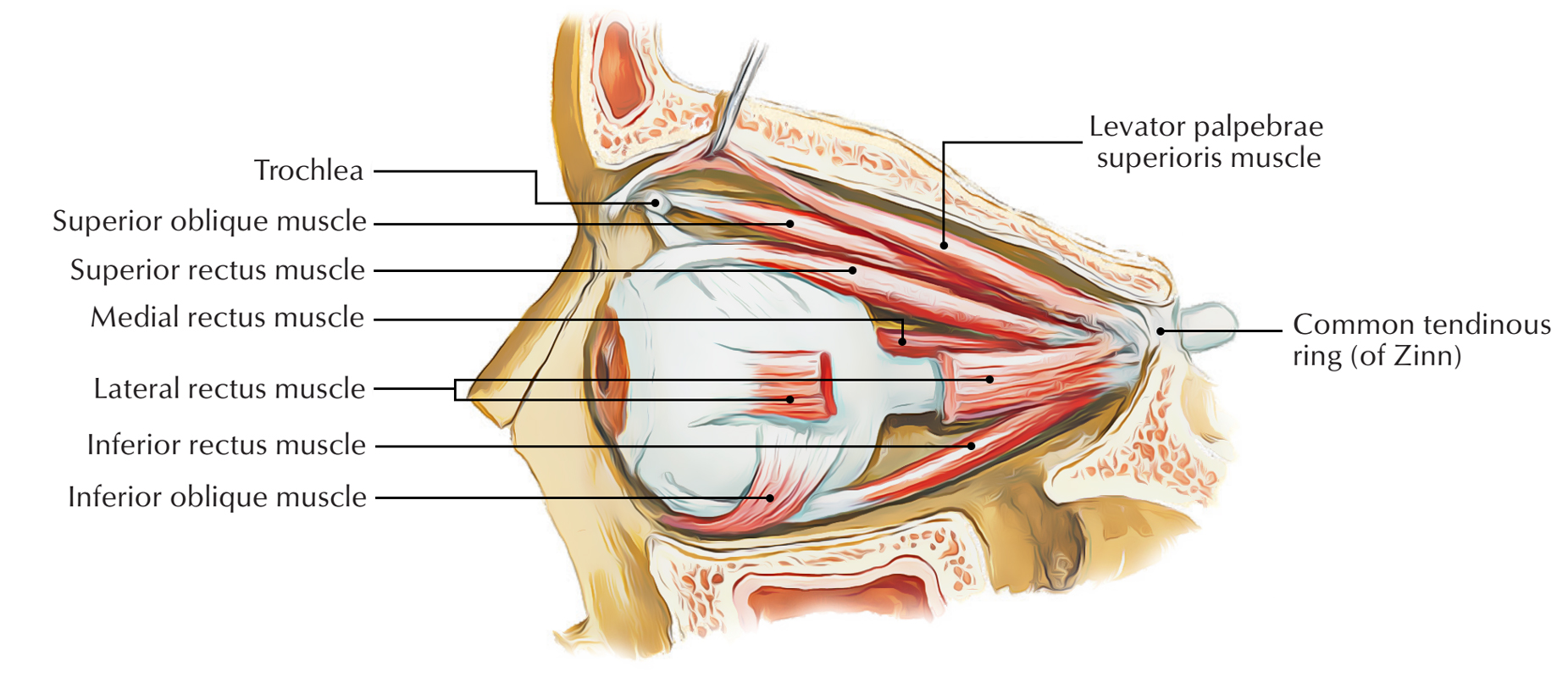 Extraocular Muscles