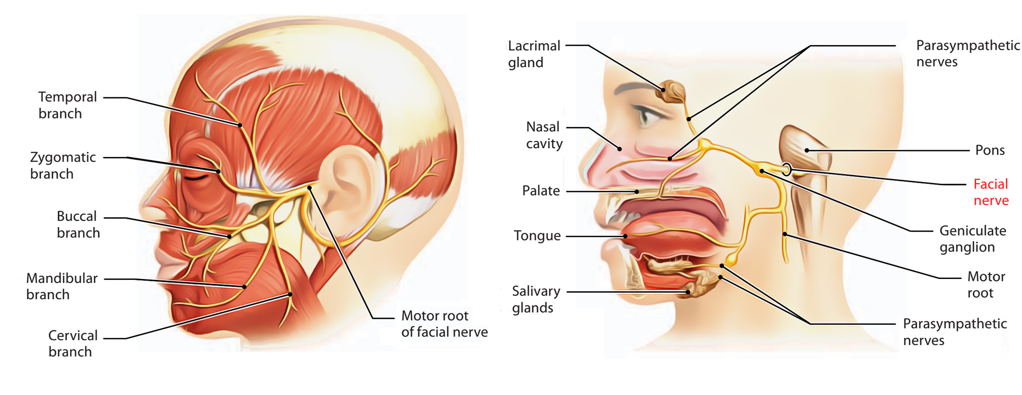 Facial Nerve Innervation Chart