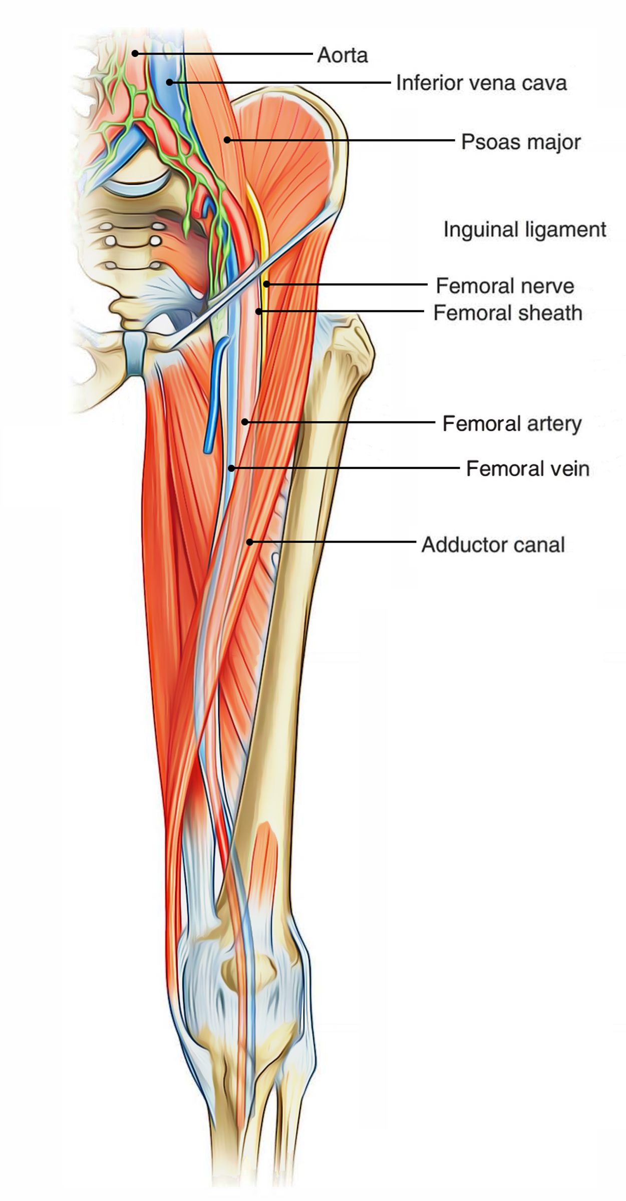 Easy Notes On 【Femoral Triangle】Learn in Just 4 Minutes! – Earth's Lab