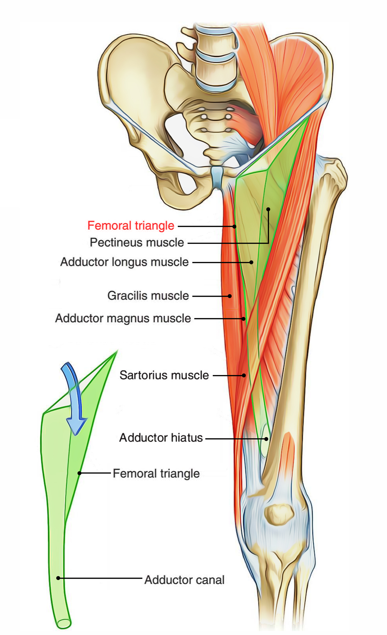 Femoral Triangle