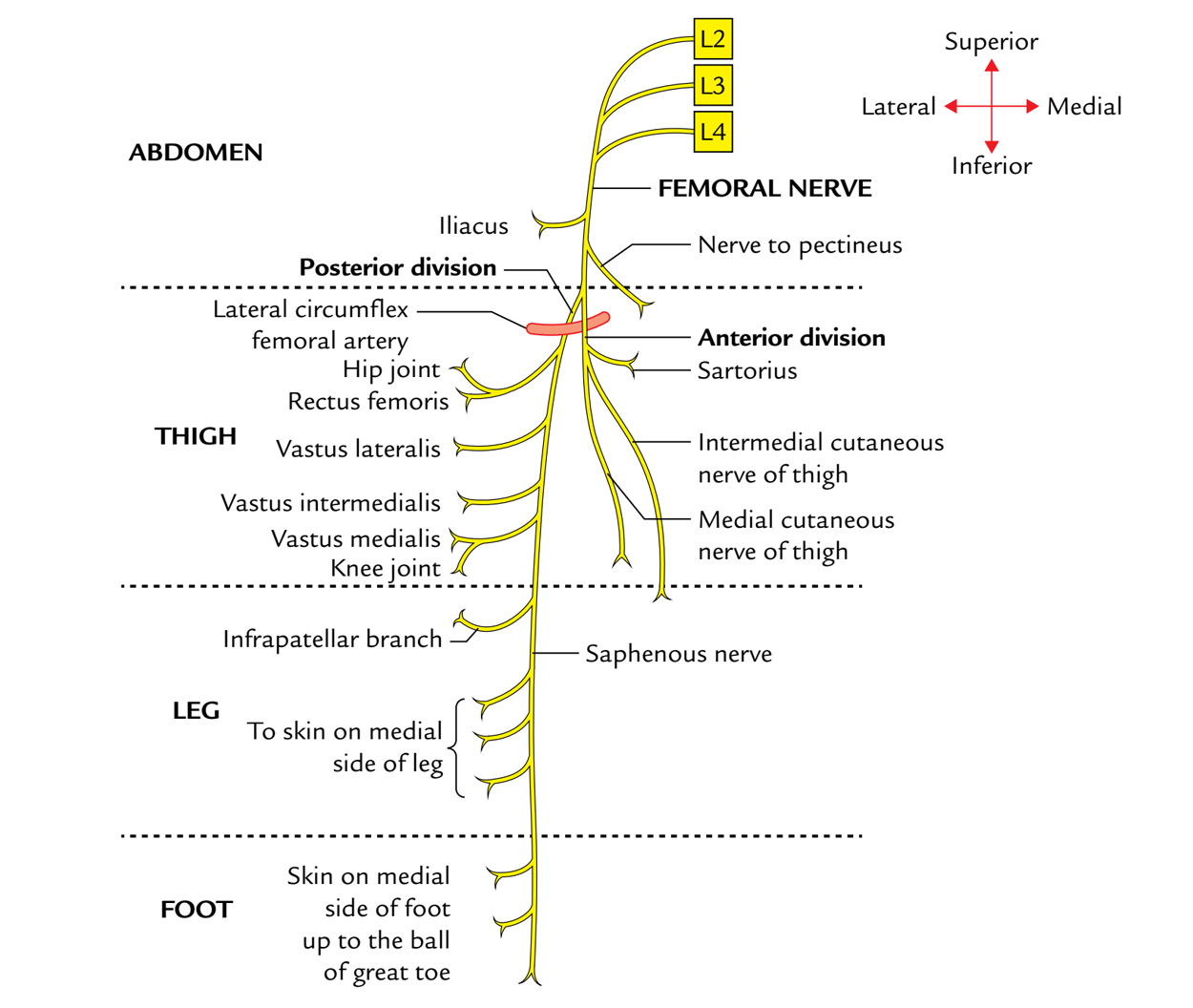 Easy Notes On 【Femoral Nerve】Learn in Just 4 Minutes ...