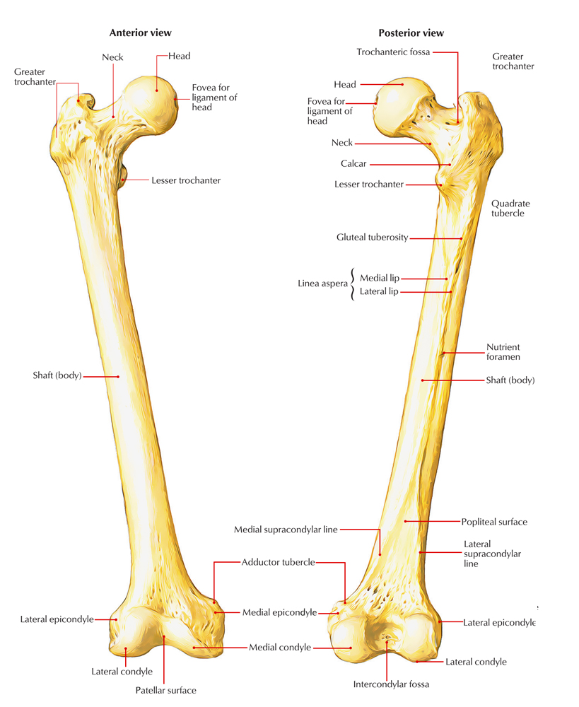 Easy Notes On 【Femur】Learn in Just 4 Minutes! – Earth's Lab