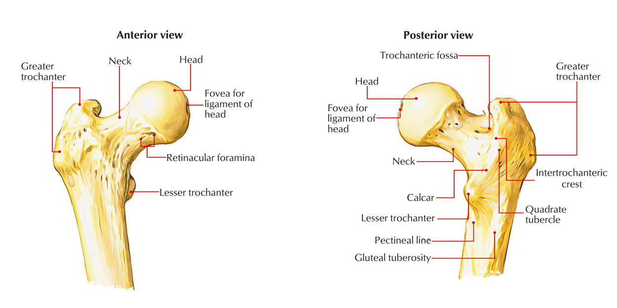 Femur: Head