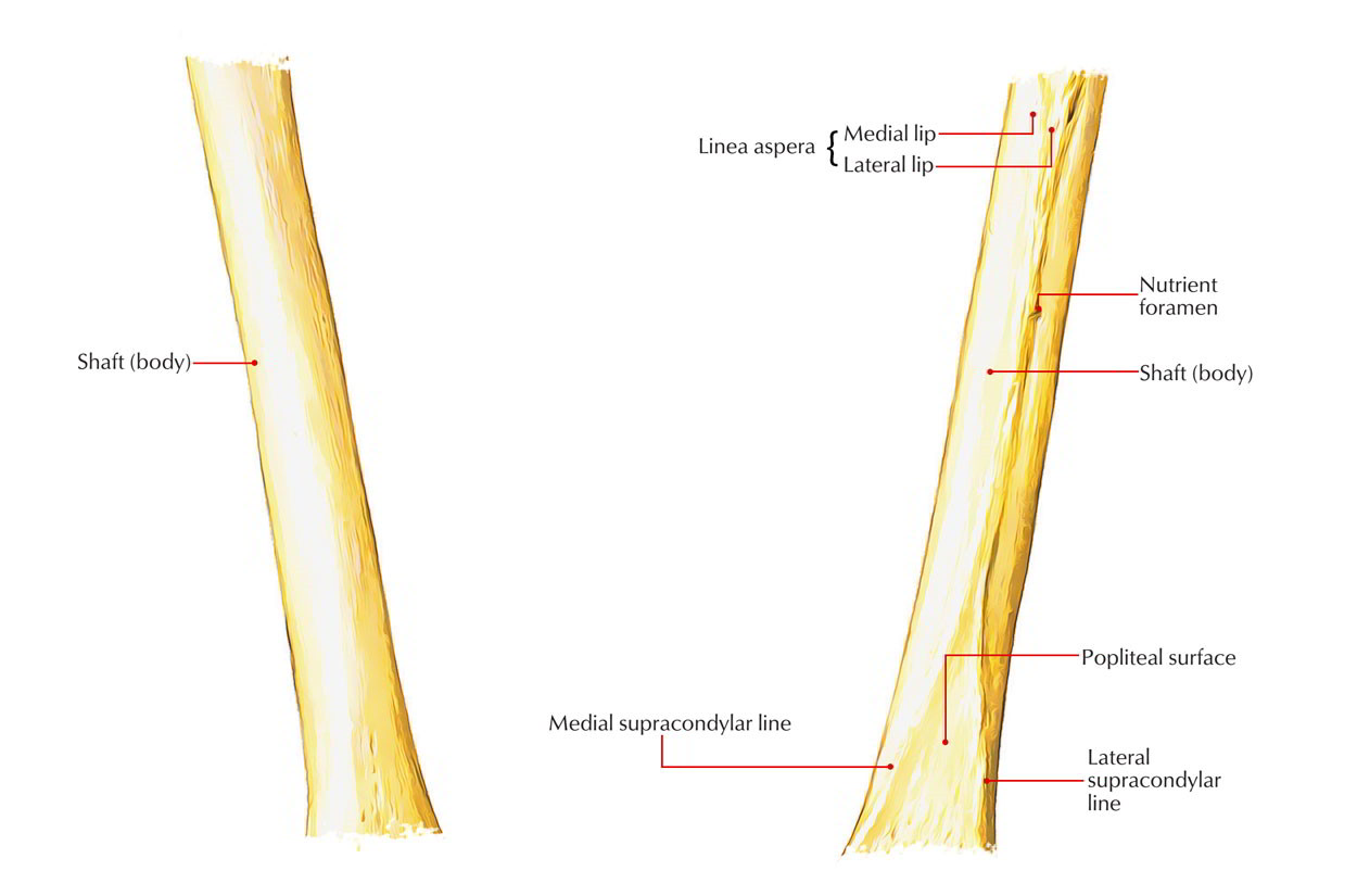 Femur: Shaft