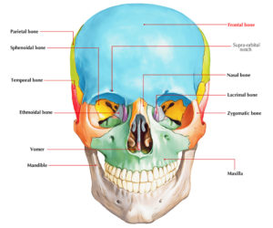 Easy Notes On 【Frontal Bone】Learn in Just 4 Minutes! – Earth's Lab