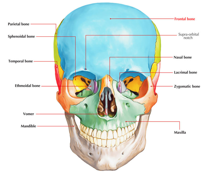 Easy Notes On 【Frontal Bone】Learn in Just 4 Minutes! – Earth's Lab