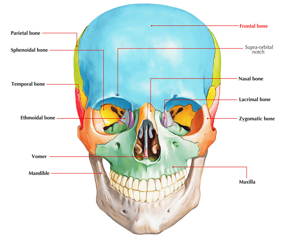 Frontal Bone Earth s Lab