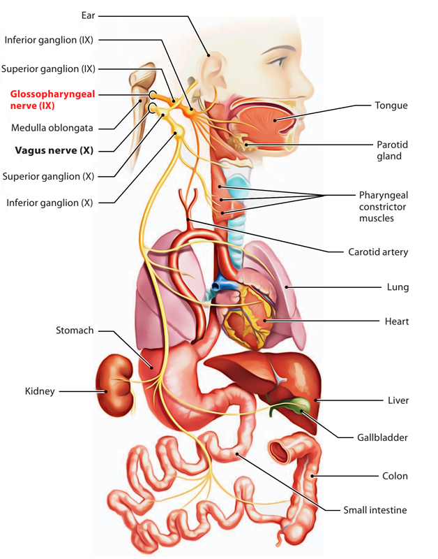 Glossopharyngeal Nerve: Branches and Distribution