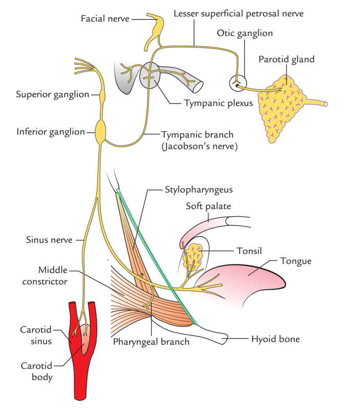 Glossopharyngeal Nerve: Course and Connections