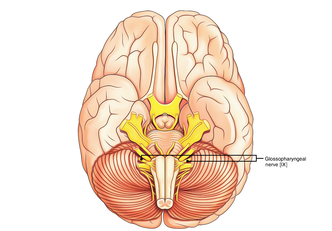 Glossopharyngeal Nerve