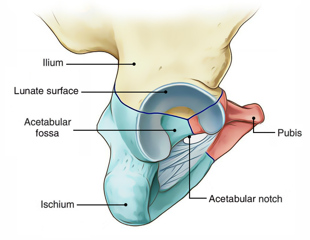 Hip Bone: Acetabulum