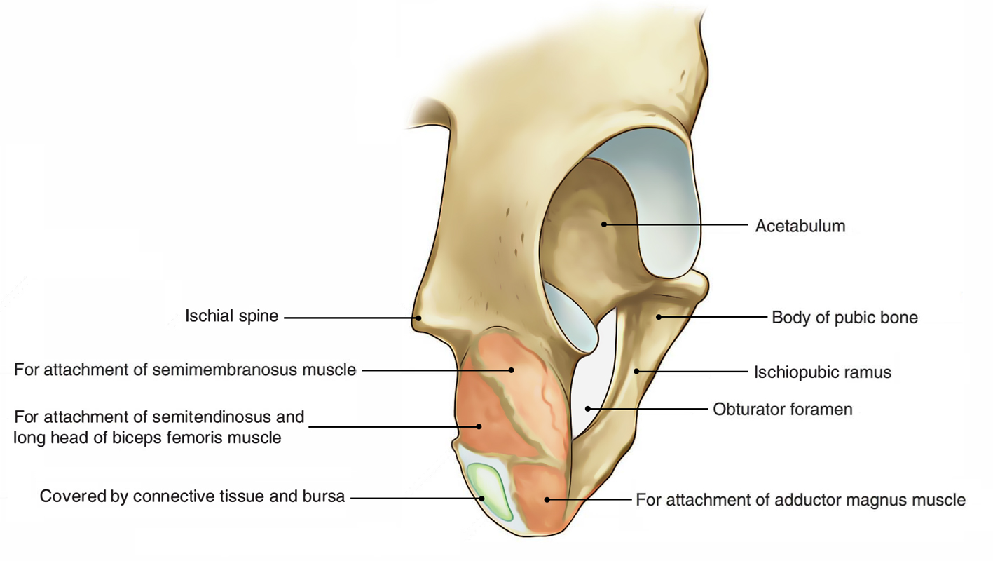 Hip Bone: Ends of Ischium