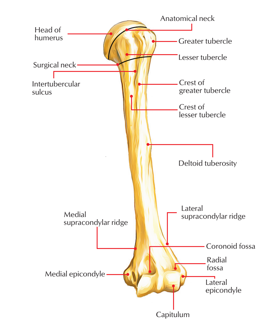 lateral part of the humerus)