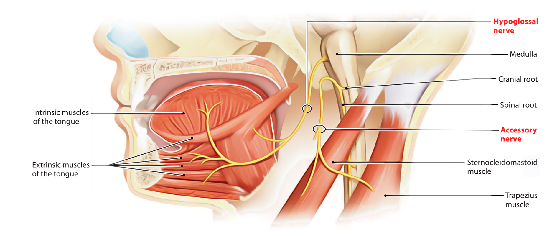 Hypoglossal Nerve